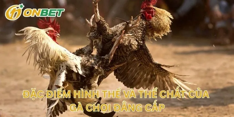 Đặc Điểm Hình Thể Và Thể Chất Của Gà Chọi Đẳng Cấp